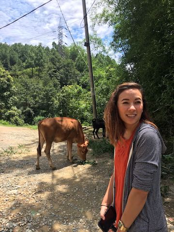 Volunteer nepal kathmandu cow